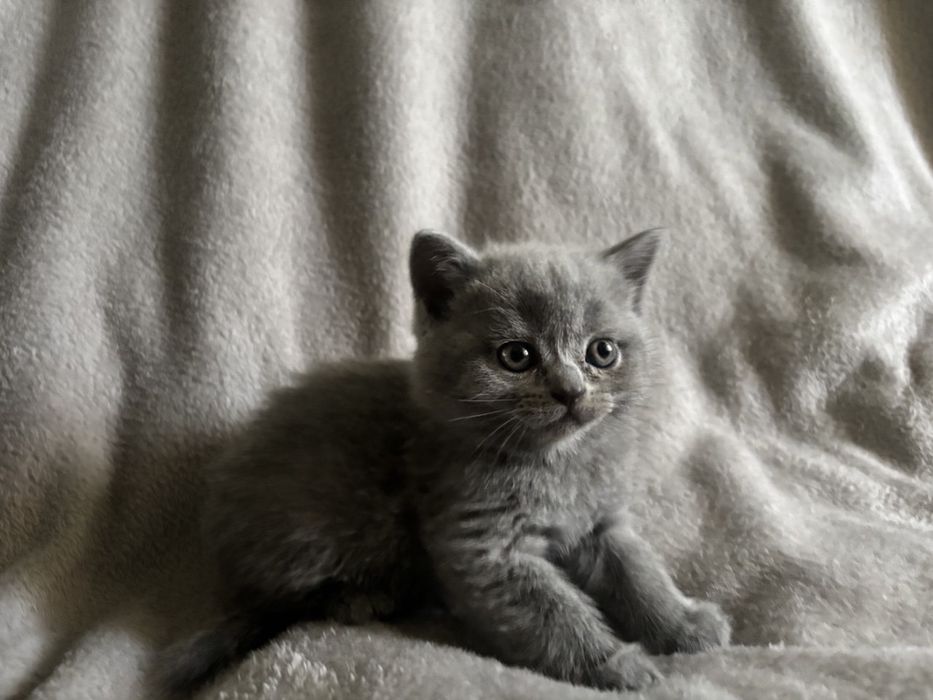 Кошенята шотландські висловухі, прямовухі Scottish Fold та Straight