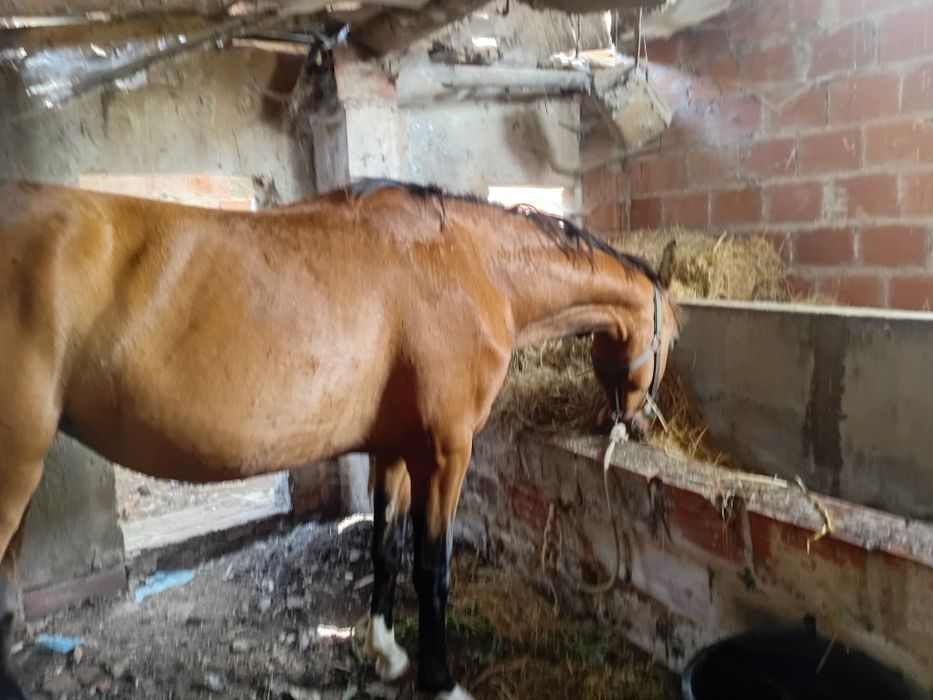poldra com 3 anos  com  desbaste feito