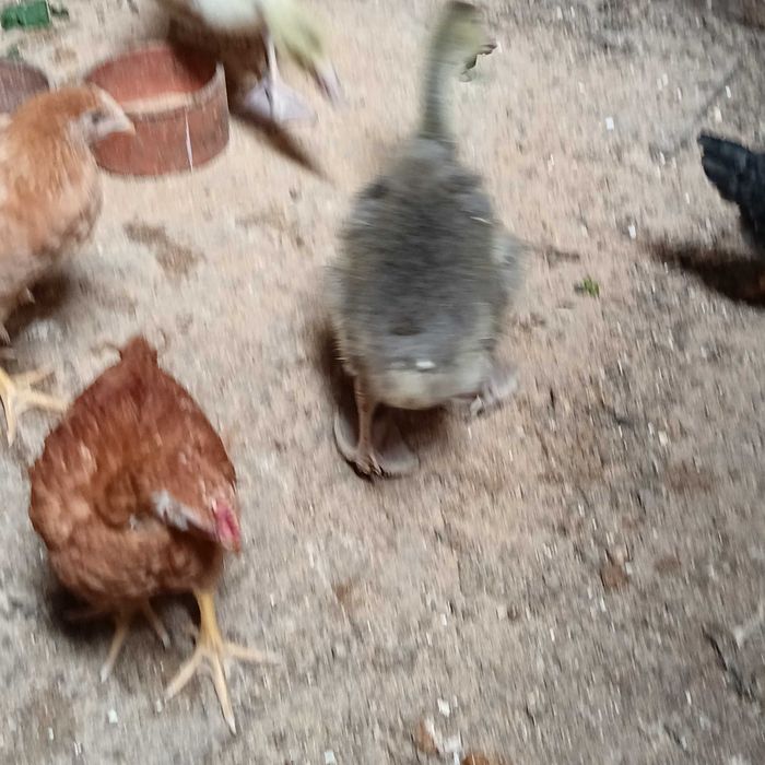 gansos novos / ganso macho branco