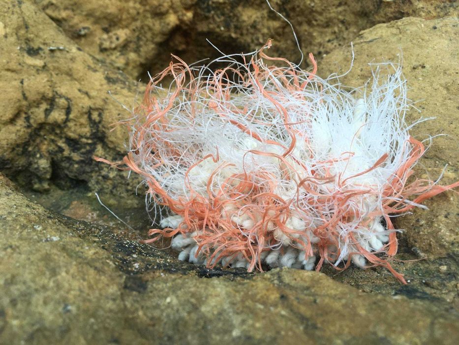 Tapete em Esmirna 160*155