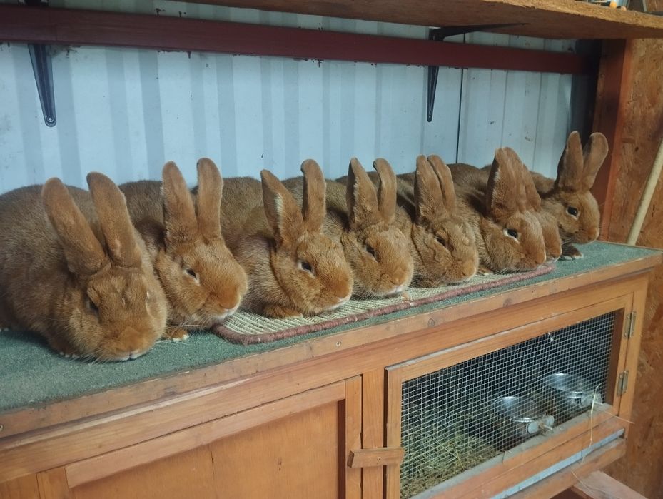 Nowozelandzki czerwony, króliki