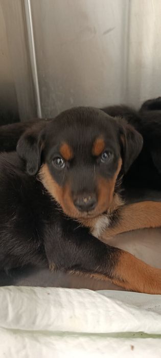 Cães bebés para adoção responsável