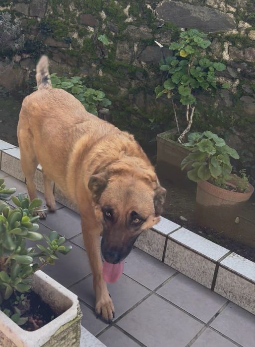 Cadelas para adoção [Urgente]