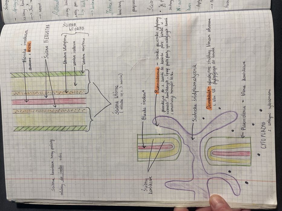 Korepetycje biologia