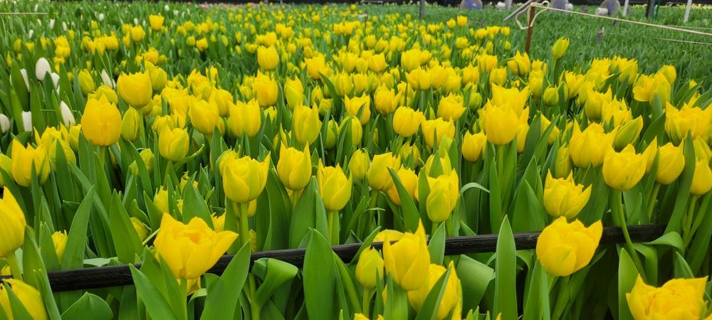 Тюльпани (детка) ОПТ