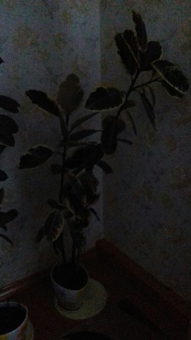 Фікус кімнатний .