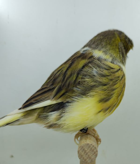 Konarek kanarki gloster samiec