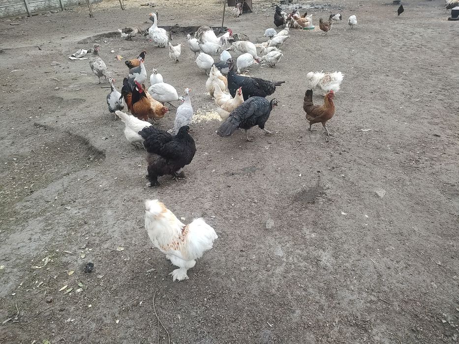 Jaja legowe kur mix ras