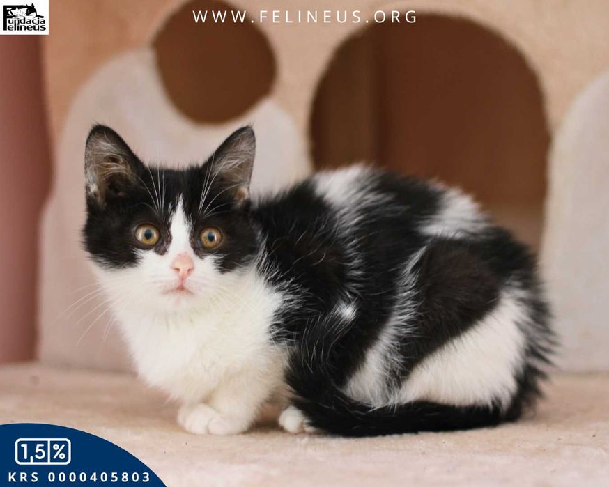 Przyjazna i ciekawska kotka czeka na dom