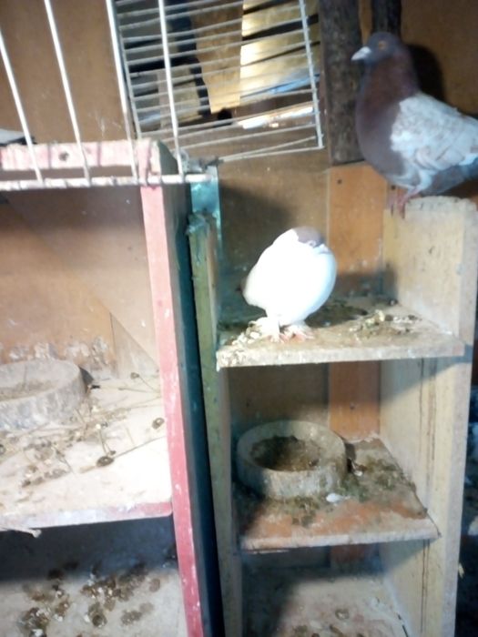 Sprzedam gołębie ozdobne różne