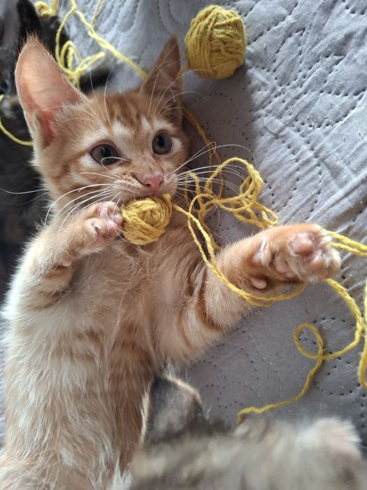Кошенята грайливі дуже гарні