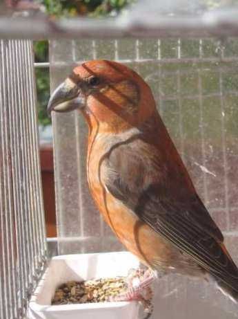Aves anilhadas  2025/2026 (outras aves)