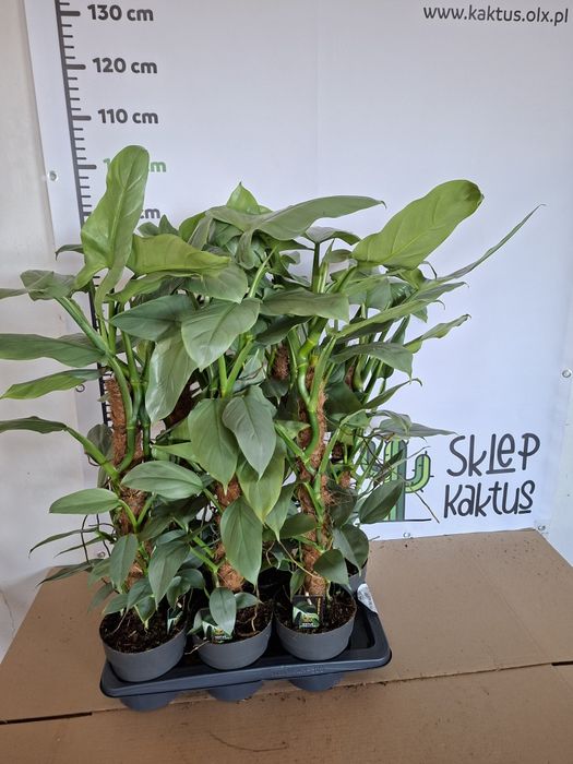 Philodendron hastatum ‘Silver Queen’ Filodendron - WYSYŁKA