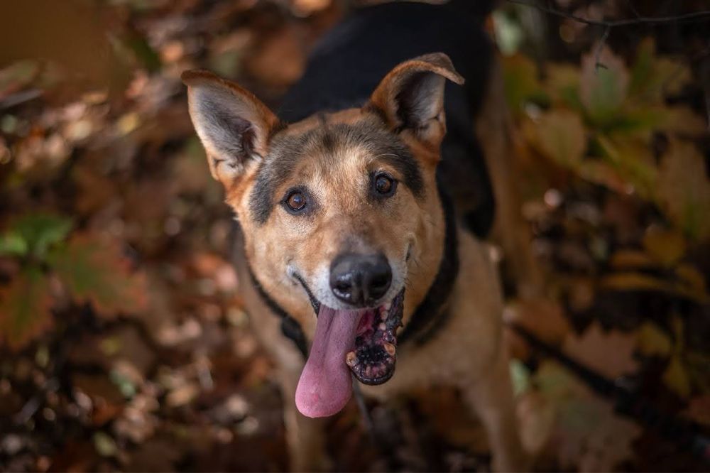 Adoptuj Kubusia, to jest ostatnia szansa