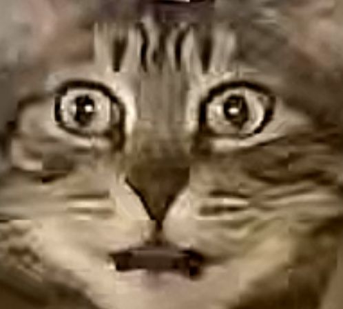 Нарисую вашего домашнего любимца