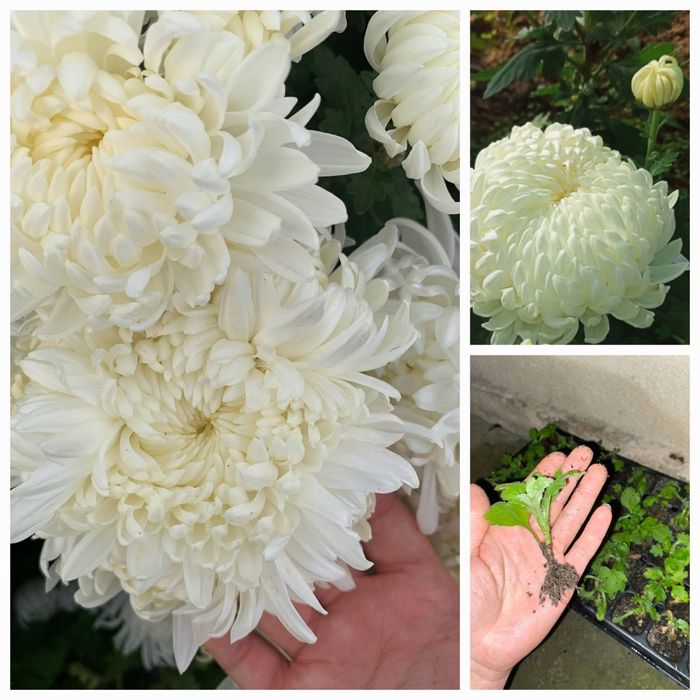 Хризантема мультифлора великоквіткова біла