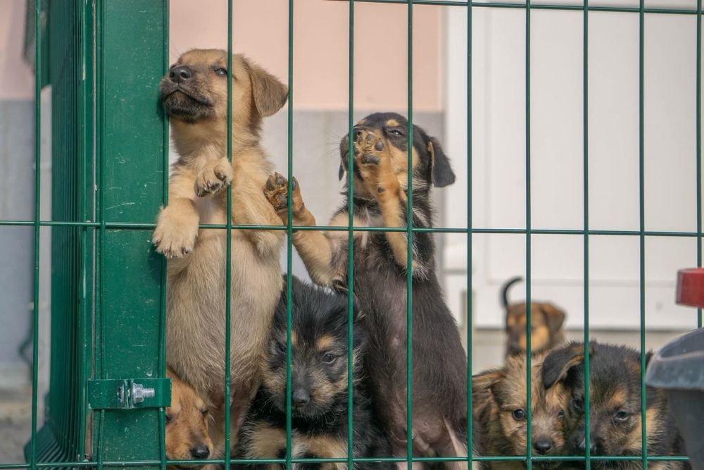 Szczenięta do adopcji , pilny apel o domy