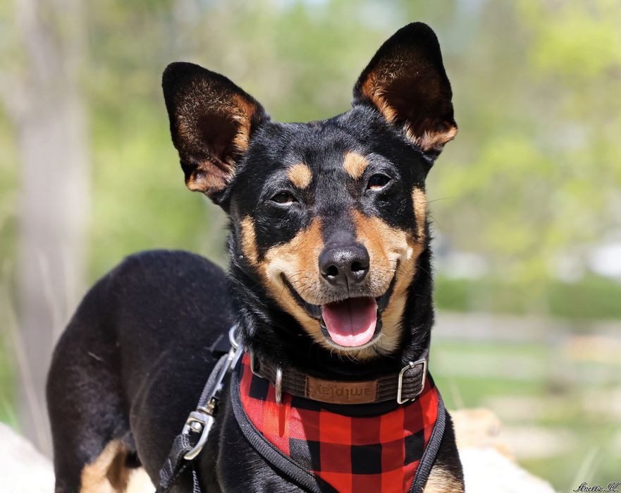 Filip szuka odpowiedzialnego domu