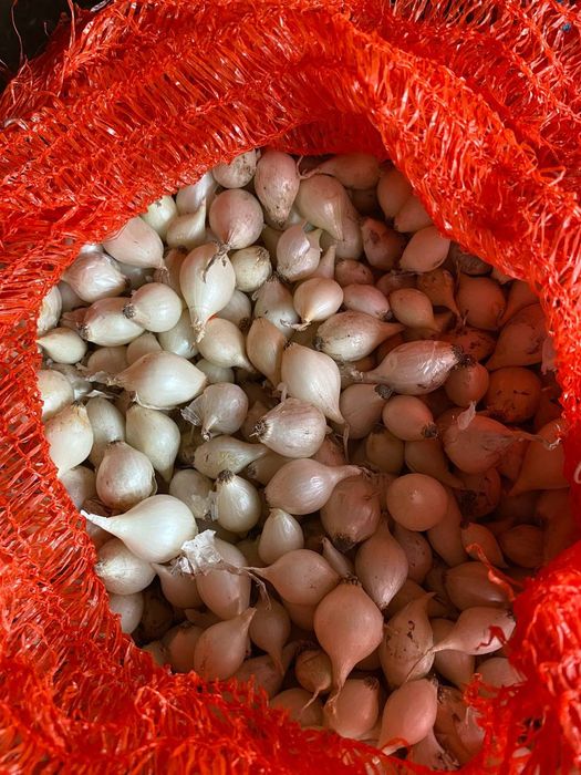 Лук-севок штутгард , ред барон , сноубол , дельфин , венгерка ОПТ