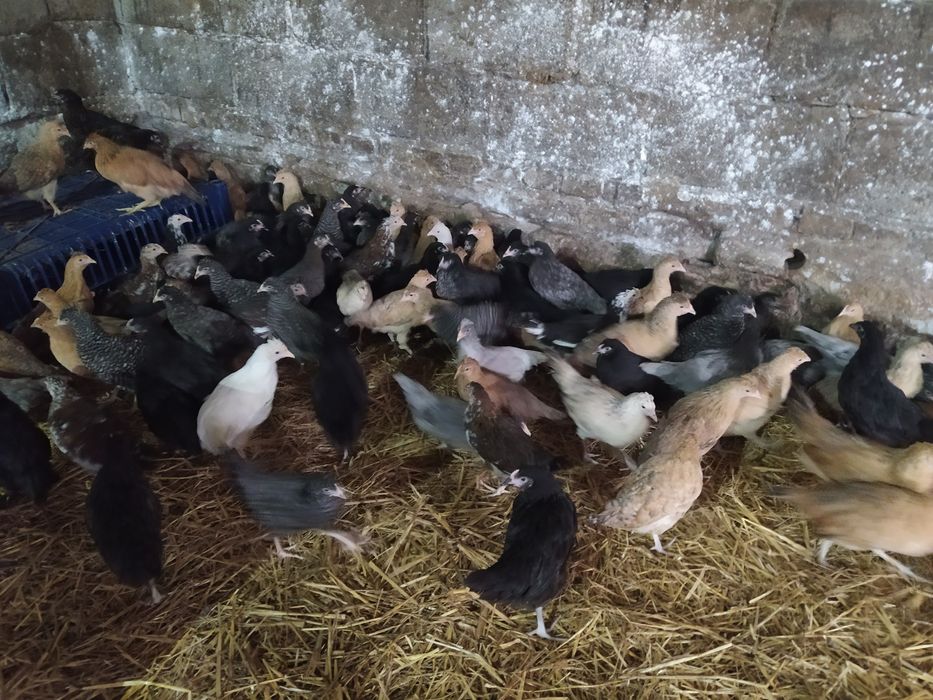 Kury nioski rosa, leghorn, dominant blue, green shell, blue shell,dark