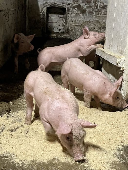 Продаються поросята : Свиноматка Ф1, кнур Петрен, Дюрок, максимус
