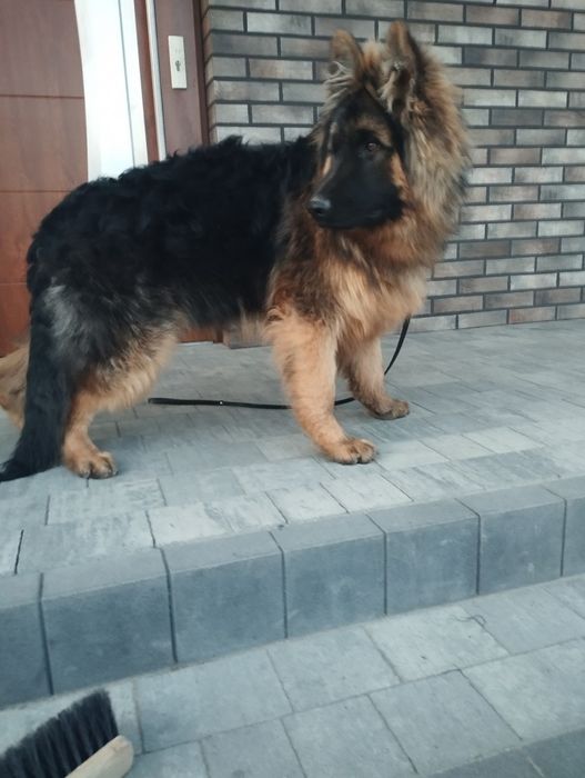 Owczarek niemiecki długowłosy młody