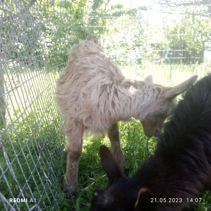 Продам козенят 3 місячних