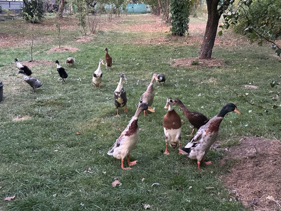 Kaczki biegusy z wiosny dorosłe