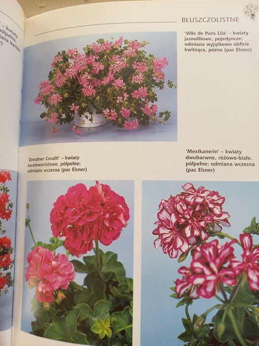 Książka Rośliny ozdobne Pelargonie na balkony i rabaty
