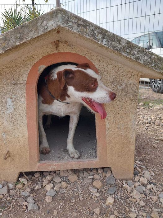 Estrelinha - cadela média para adoção