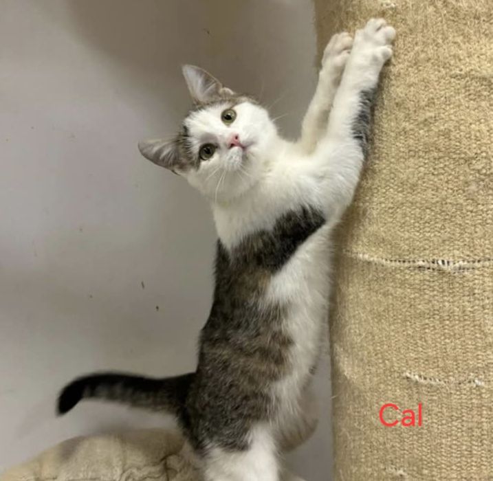 4 kociaki szukają domów