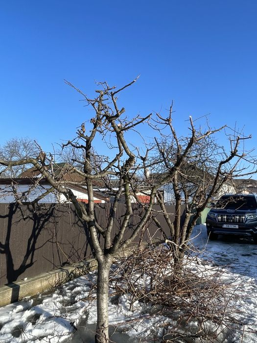 Професійна обрізка плодових дерев