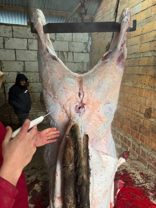 Бик бичок халяль телята(210 грн