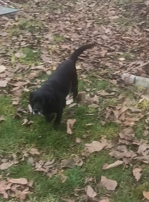 Отдам собаку спаниэль на поддержку даем 2000грн