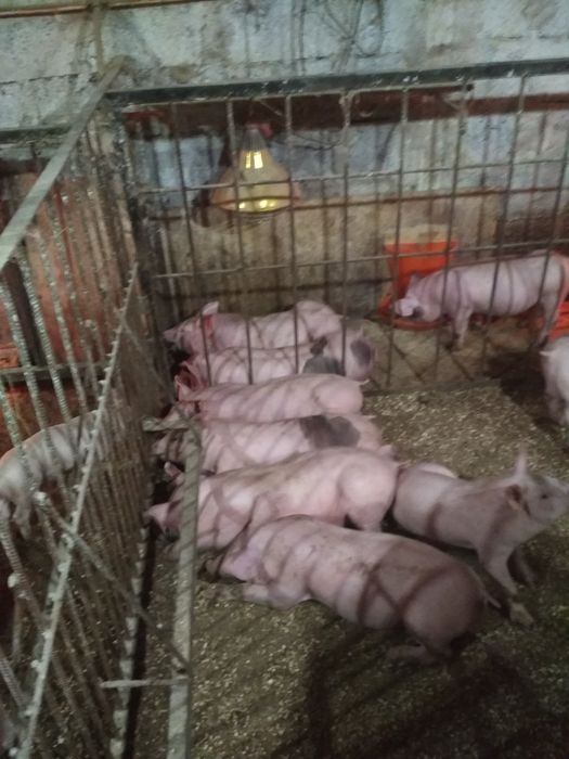 Продам маленькі поросята