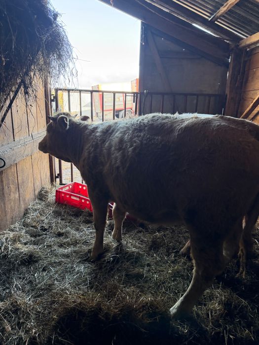 jałowki 400 kg rasa mieszana
