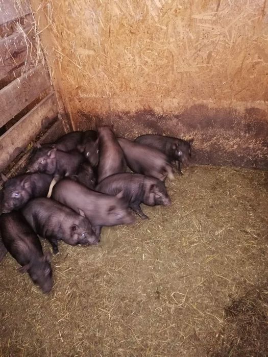 Вьетнамские поросята