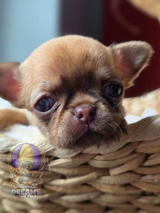 Chihuahua **Śliczny Chłopczyk** Do  Rezerwacji