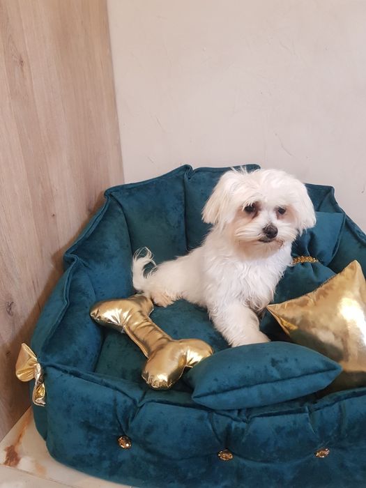 Śliczny piesek maltańczyk z wyprawką