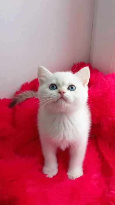 З блакитними очима золота шиншила поинт. Хлопчик