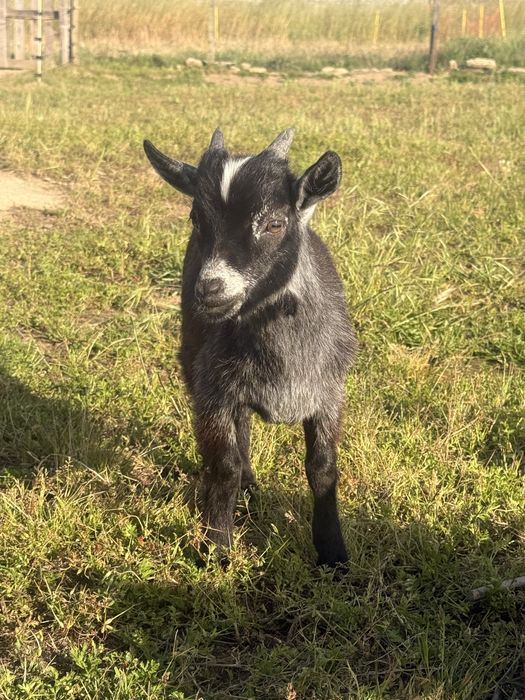 Cabrito anao (macho)