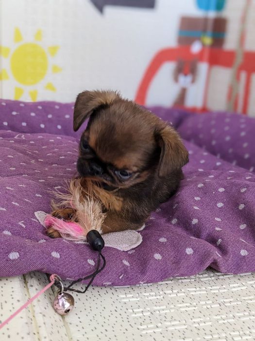 Хлопчик пті брабансон