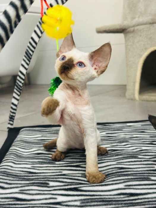 Niebieskooki kocurek Devon Rex  (chocolate point)