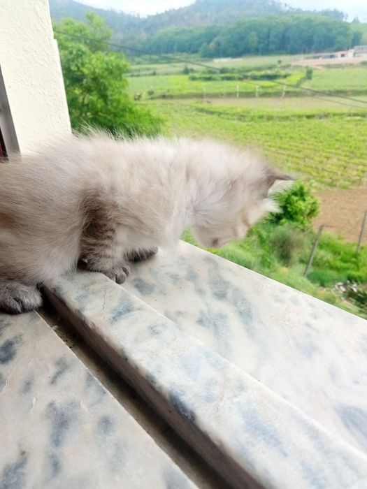 Gatinhos para adoção