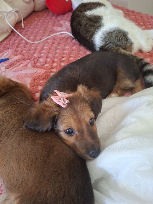 Duas manas bebés e lindas à procura de um lar definitivo!