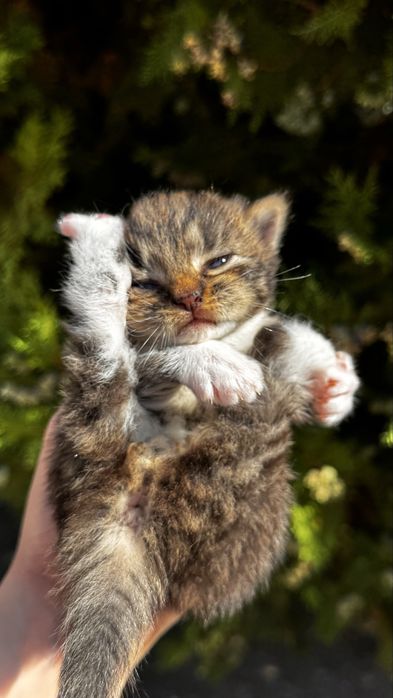 Миленькие котики ищут дом