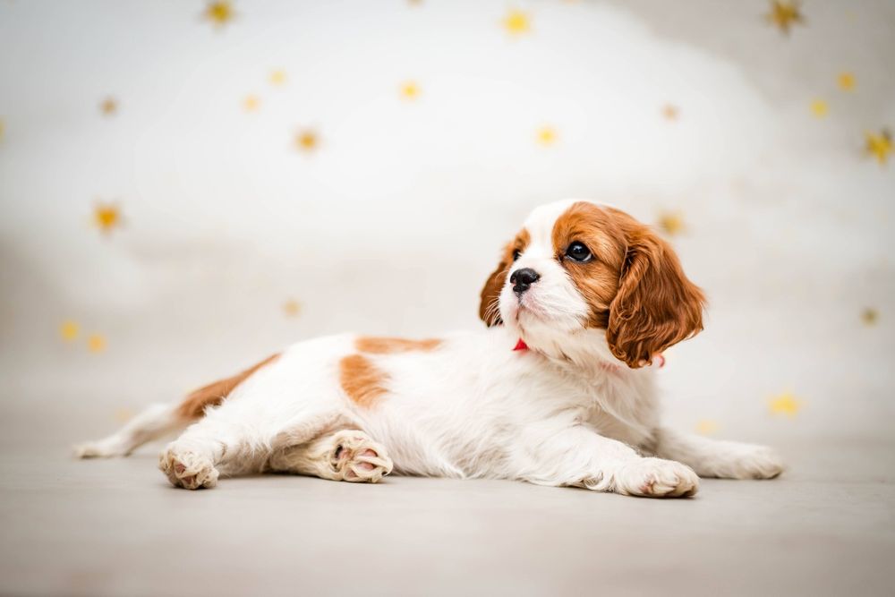 Cavalier king charles spaniel suczka