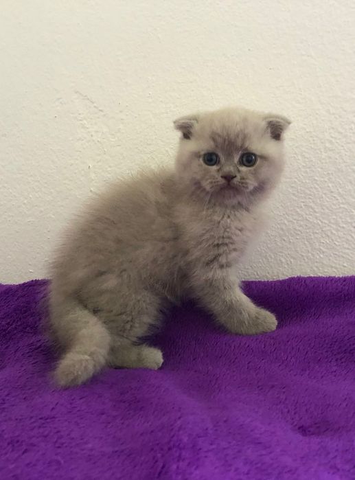 Fêmea Scottish Fold
