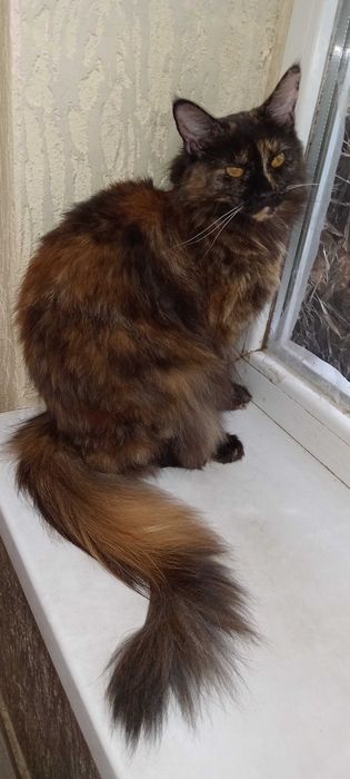 Продаются шикарные чистокровные девочки Мейн-Куны черепахового цвета