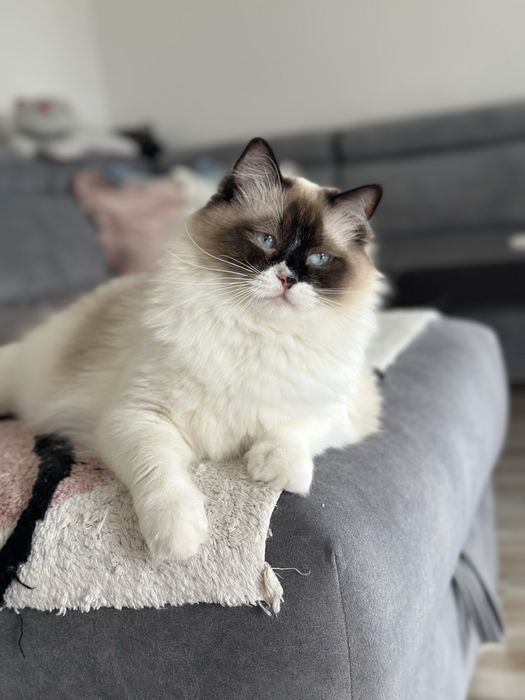 Kotka pohodowlana ragdoll